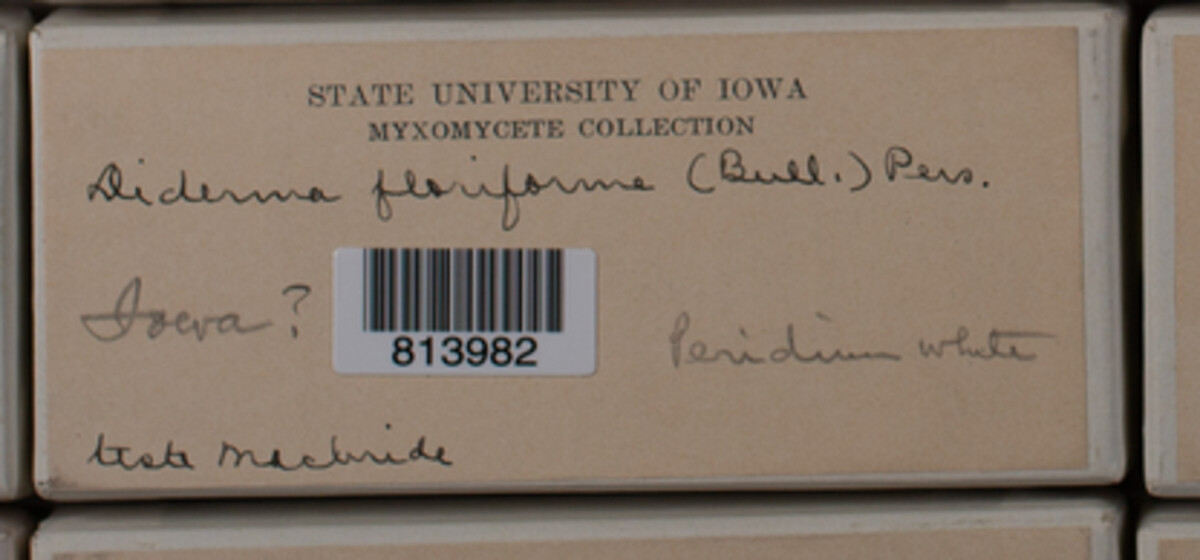 Didymiaceae image
